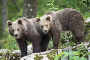 European brown bear (Ursus arctos arctos)