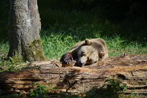 European brown bear (Ursus arctos arctos)
