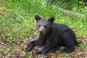 European brown bear (Ursus arctos arctos)