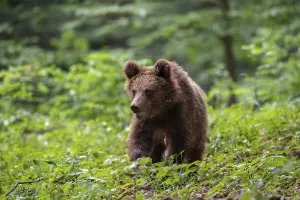 European brown bear (Ursus arctos arctos)
