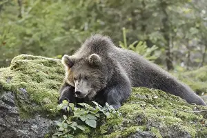 European brown bear (Ursus arctos arctos)