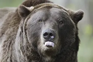 European brown bear (Ursus arctos arctos)