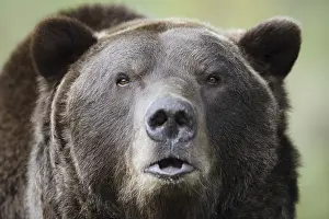 European brown bear (Ursus arctos arctos)