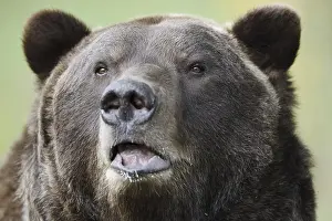 European brown bear (Ursus arctos arctos)