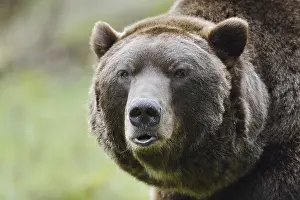 European brown bear (Ursus arctos arctos)