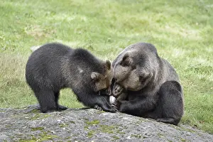 European brown bear (Ursus arctos arctos)