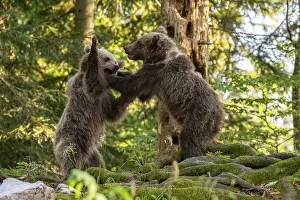 European brown bear (Ursus arctos arctos)
