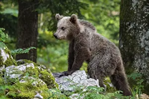 European brown bear (Ursus arctos arctos)