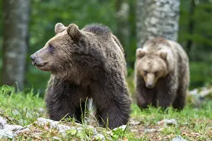 European brown bear (Ursus arctos arctos)