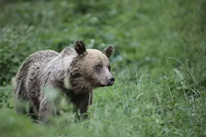European Brown Bear (Ursus arctos arctos) adult