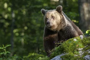 European brown bear (Ursus arctos arctos) in the forest