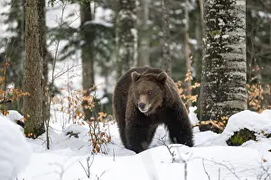 European brown bear (Ursus arctos arctos) in the forest