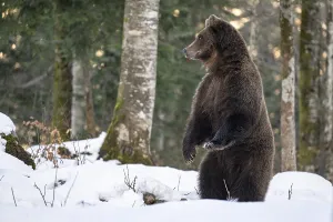 European brown bear (Ursus arctos arctos) in the forest