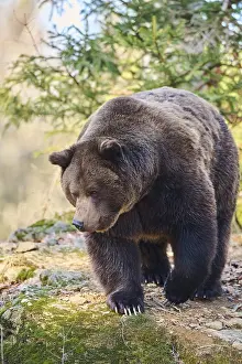 European brown bear (Ursus arctos arctos) in a forest