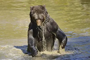 European brown bear (Ursus arctos arctos) taking a bath in a little pond in spring