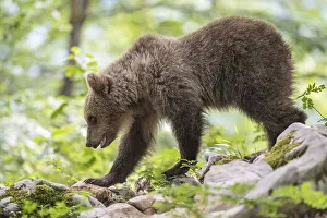European brown bear (Ursus arctos arctos) young animal in the forest