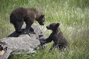 Two European brown bear (Ursus arctos) cubs playing on tree trunk