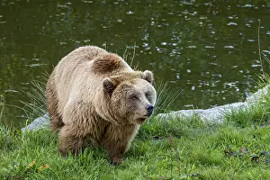 European brown bear (Ursus arctos) running on a meadow on the shore of a pond