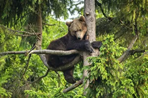 European Brown bear (Ursus arctos) sitting in a tree