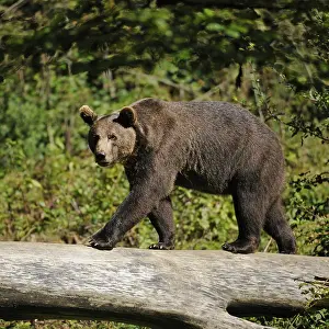 European brown bear (Ursus arctos) walking on a tree log