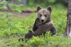 European Brown bear (Ursus arctos) young animal