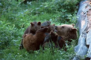 European Brown Bears (Ursus arctos)