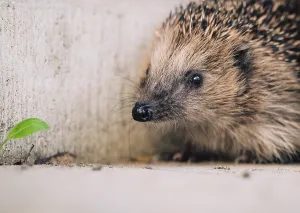 European brown-breasted hedgehog (Erinaceus europaeus)