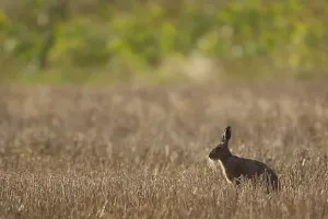 European or Brown Hare (Lepus europaeus)