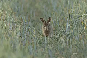 European brown hare (Lepus europaeus) juvenile baby leveret animal running in a farmland wheat field in summer