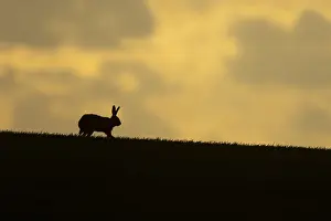 European brown hare (Lepus europaeus)