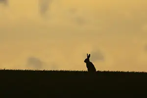European brown hare (Lepus europaeus)