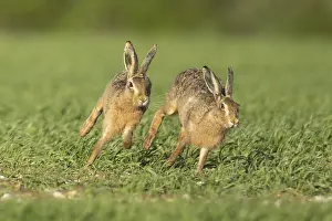 European brown hare (Lepus europaeus)