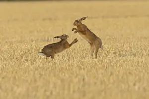 European brown hare (Lepus europaeus) two adult animals hares boxing fighting in a farmland stubble field in summer