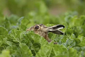 European brown hare (Lepus europaeus) adult animal in a arable farm sugar beet crop field in summer
