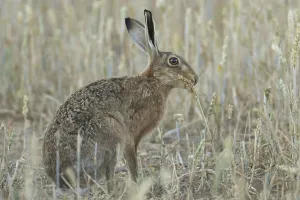 European brown hare (Lepus europaeus) adult animal eating a wheat sheath in a farmland field in the summer