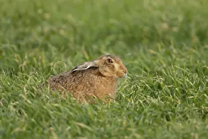 European brown hare (Lepus europaeus) adult animal in a farmland cereal field in springtime
