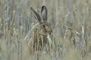European brown hare (Lepus europaeus) adult animal in a farmland wheat field in summer