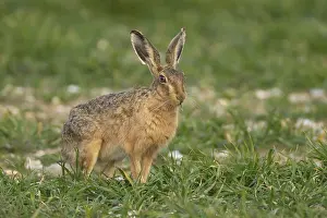 European brown hare (Lepus europaeus) adult animal feeding in a farmland cereal field