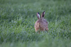 European brown hare (Lepus europaeus) adult animal feeding in a farmland cereal field in summer