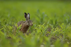 European brown hare (Lepus europaeus) adult animal feeding in a farmland maize crop