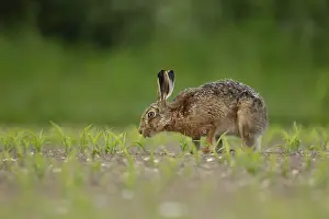 European brown hare (Lepus europaeus) adult animal feeding in a farmland maize field in summer