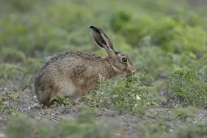 European brown hare (Lepus europaeus) adult animal feeding on a plant in a farmland field in summer