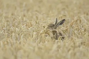 European brown hare (Lepus europaeus) adult animal feeding on a wheat sheath in a farmland field in summer