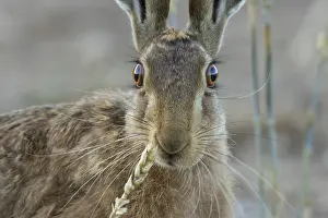 European brown hare (Lepus europaeus) adult animal feeding on a wheat sheath in a farmland field in summer
