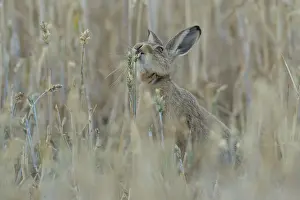 European brown hare (Lepus europaeus) adult animal feeding on a wheat sheath in a farmland field in summer