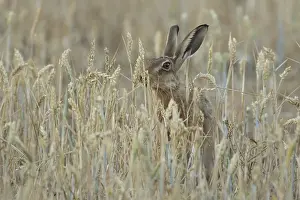 European brown hare (Lepus europaeus) adult animal feeding on a wheat sheath in a farmland field in summer