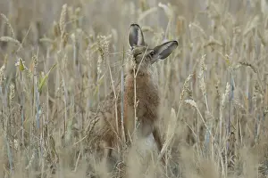 European brown hare (Lepus europaeus) adult animal feeding on a wheat sheath in a farmland field in summer
