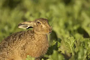 European brown hare (Lepus europaeus) adult animal sticking its tongue out in a farmland sugar beet field