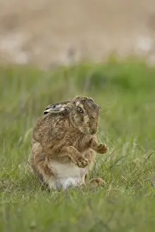 European brown hare (Lepus europaeus) adult animal stretching in a farmland field in spring