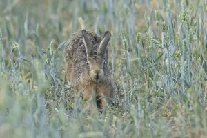 European brown hare (Lepus europaeus) adult animal stretching in a farmland wheat field in the summer